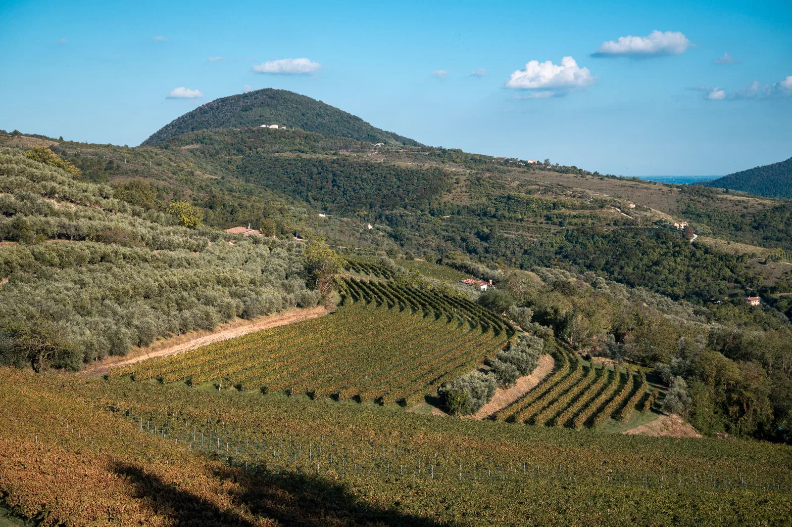 Vineyards and olive groves on the volcanic slopes of the Colli Euganei