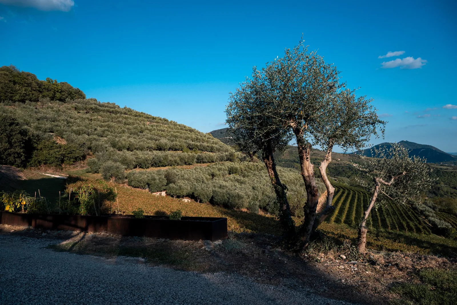 A single olive tree in front of vineyards and hills of the Colli Euganei