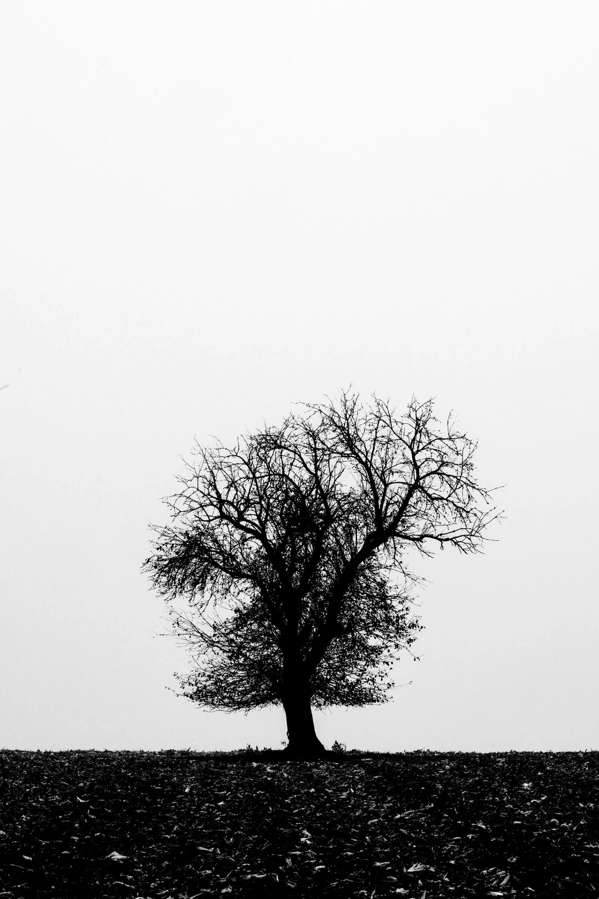 Fog, Reduction & a Solitary Tree